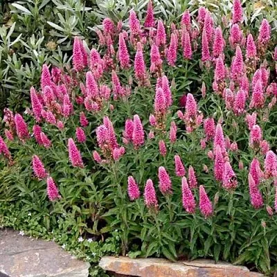 Вероника РОЗЕА колосковая  Вероника РОЗЕА колосковая в Магнитогорске