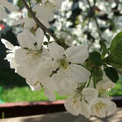 Вишня УМБРАКУЛИФЕРА  Вишня УМБРАКУЛИФЕРА в Магнитогорске