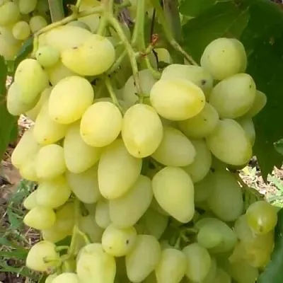 Виноград ЗАРНИЦА в Магнитогорске