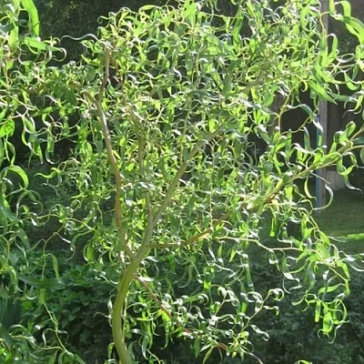 Ива МАТСУДАНА  Ива МАТСУДАНА в Магнитогорске