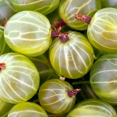 Крыжовник   Крыжовник  в Магнитогорске