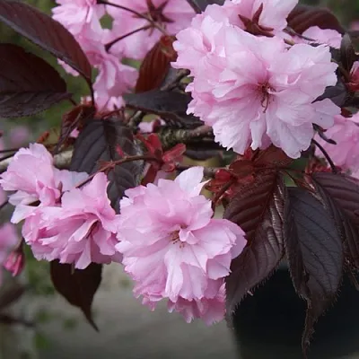 Сакура РОЯЛ БУРГУНДИ  Сакура РОЯЛ БУРГУНДИ в Магнитогорске