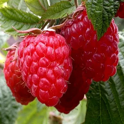 Малина КВЕЛЛИ  Малина КВЕЛЛИ в Магнитогорске