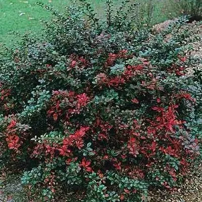 Барбарис РЕД ДЖЕВЕЛ средний   Барбарис РЕД ДЖЕВЕЛ средний  в Магнитогорске