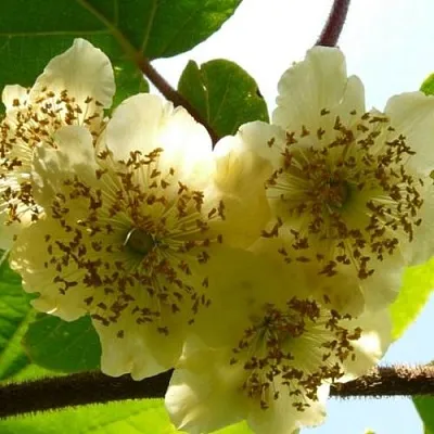 Актинидия АТЛАС (МУЖСКОЙ)  Актинидия АТЛАС (МУЖСКОЙ) в Магнитогорске