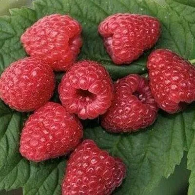 Малина ЗЮГАНА  Малина ЗЮГАНА в Магнитогорске