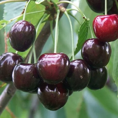 Черешня ЛЮБИМИЦА АСТАХОВА  Черешня ЛЮБИМИЦА АСТАХОВА в Магнитогорске