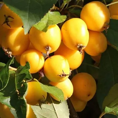 Яблоня ГОЛДЕН ХОРНЕТ декоративная  Яблоня ГОЛДЕН ХОРНЕТ декоративная в Магнитогорске