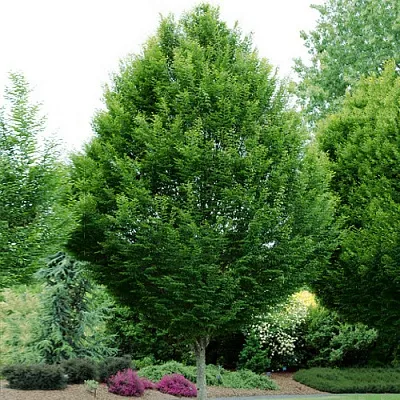 Граб  Граб в Магнитогорске