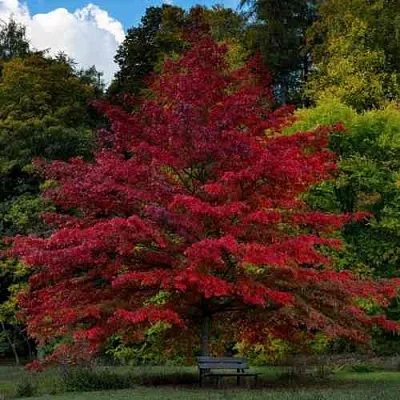 Дуб болотный  Дуб болотный в Магнитогорске