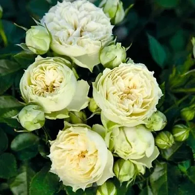 Саженцы роз БЛАНШЕТТ спрей  Саженцы роз БЛАНШЕТТ спрей в Магнитогорске