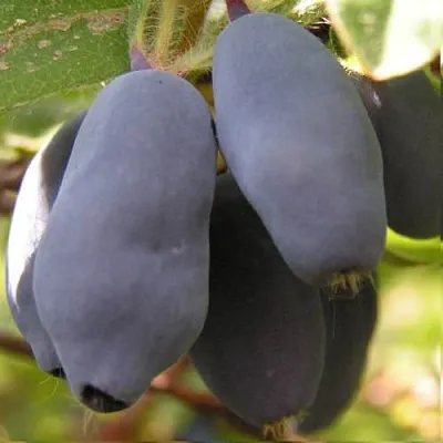 Жимолость съедобная КРУПНОПЛОДНАЯ  Жимолость съедобная КРУПНОПЛОДНАЯ в Магнитогорске