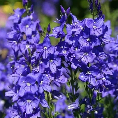 Вероника австрийская  Вероника австрийская в Магнитогорске