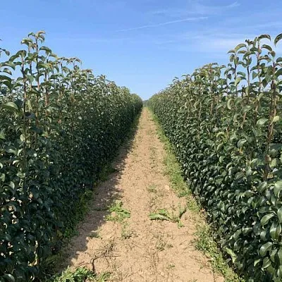 Саженцы почтой и ТК  Саженцы почтой и ТК в Магнитогорске