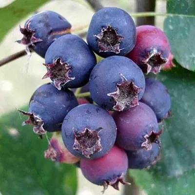 Ирга SLEYT в Магнитогорске