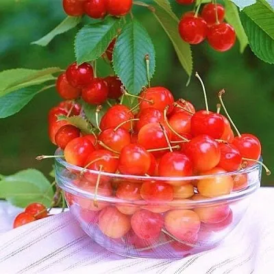 Черешня НАСЛАЖДЕНИЕ  Черешня НАСЛАЖДЕНИЕ в Магнитогорске