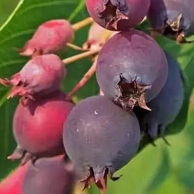 Ирга MANDAN в Магнитогорске