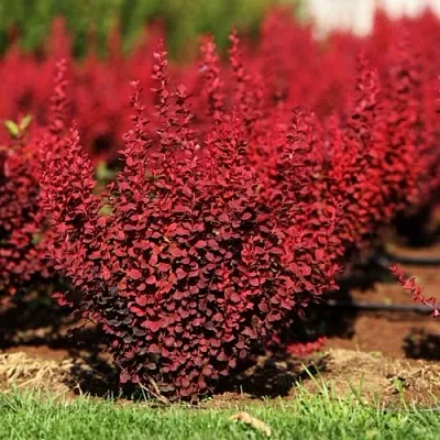 Барбарис ОРАНЖ РОКЕТ тунберга  Барбарис ОРАНЖ РОКЕТ тунберга в Магнитогорске