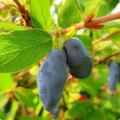 Жимолость съедобная БОРЕАЛ БЛИЗЗАРД (СЕВЕРНАЯ МЕТЕЛЬ)  Жимолость съедобная БОРЕАЛ БЛИЗЗАРД (СЕВЕРНАЯ МЕТЕЛЬ) в Магнитогорске