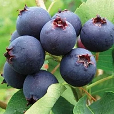 Ирга  Ирга в Магнитогорске