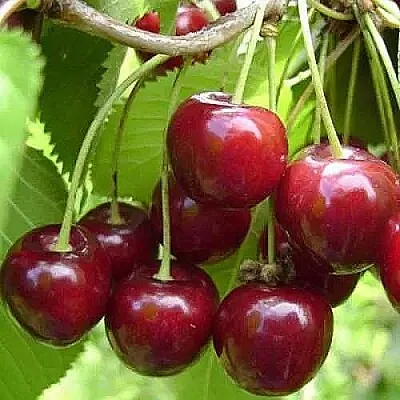 Вишня ХАРИТОНОВСКАЯ  Вишня ХАРИТОНОВСКАЯ в Магнитогорске