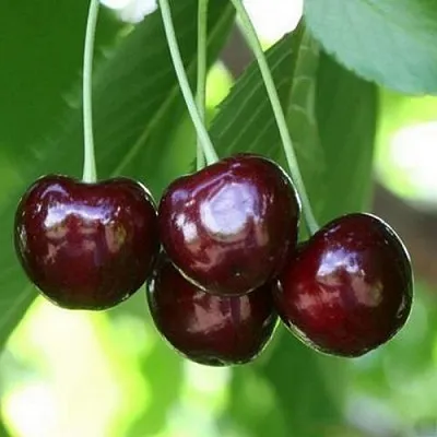 Черешня ЛЕНИНГРАДСКАЯ ЧЁРНАЯ  Черешня ЛЕНИНГРАДСКАЯ ЧЁРНАЯ в Магнитогорске