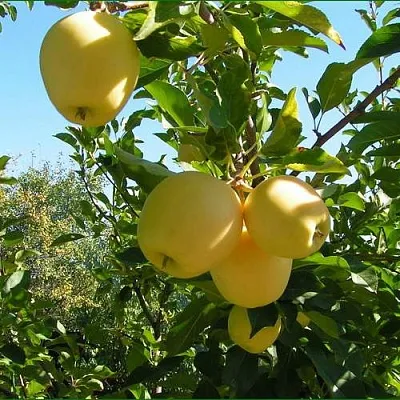 Яблоня ГОЛДЕН МИЛЛЕНИУМ  Яблоня ГОЛДЕН МИЛЛЕНИУМ в Магнитогорске