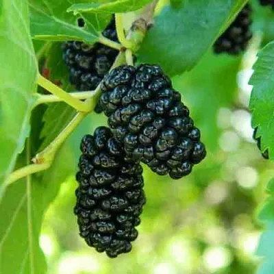 Шелковица  Шелковица в Магнитогорске