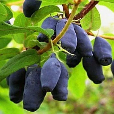 Жимолость съедобная МОСКОВСКАЯ  Жимолость съедобная МОСКОВСКАЯ в Магнитогорске