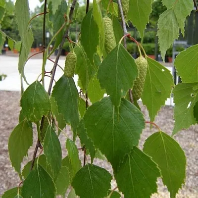 Береза ФАСЦИНЕЙШЕН белая   Береза ФАСЦИНЕЙШЕН белая  в Магнитогорске