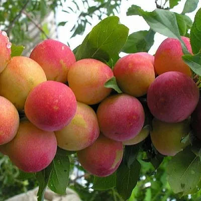 Слива СКОРОПЛОДНАЯ  Слива СКОРОПЛОДНАЯ в Магнитогорске