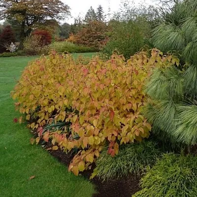 Дерен  АННА ВИНТЕР ОРАНЖ кроваво-красный   в Магнитогорске