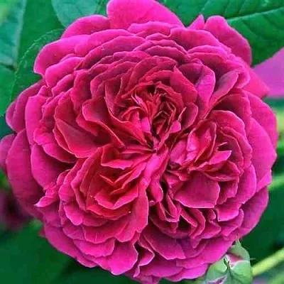 Саженцы роз ВИЛЬЯМ ШЕКСПИР английская  Саженцы роз ВИЛЬЯМ ШЕКСПИР английская в Магнитогорске