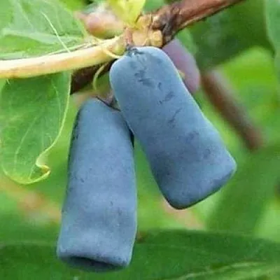 Жимолость съедобная ЗИНРИ  Жимолость съедобная ЗИНРИ в Магнитогорске