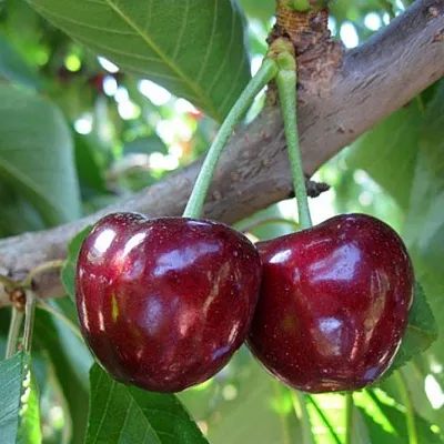 Черешня СЮБАРОВСКАЯ  Черешня СЮБАРОВСКАЯ в Магнитогорске