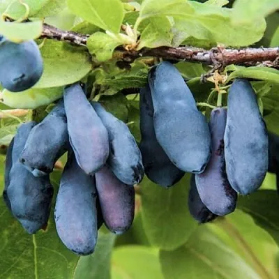 Жимолость съедобная СИБИРЯЧКА  Жимолость съедобная СИБИРЯЧКА в Магнитогорске