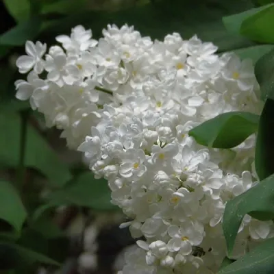 Сирень РУССКИЙ СЕВЕР в Магнитогорске