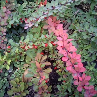 Барбарис ГРИН КАРПЕТ тунберга  Барбарис ГРИН КАРПЕТ тунберга в Магнитогорске