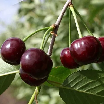 Вишня ЖАДАНА  Вишня ЖАДАНА в Магнитогорске