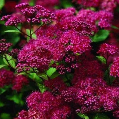 Спирея АНТОНИ ВАТЕРЕР японская в Магнитогорске