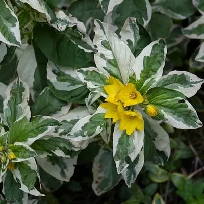 Вербейник АЛЕКСАНДР точечный  Вербейник АЛЕКСАНДР точечный в Магнитогорске