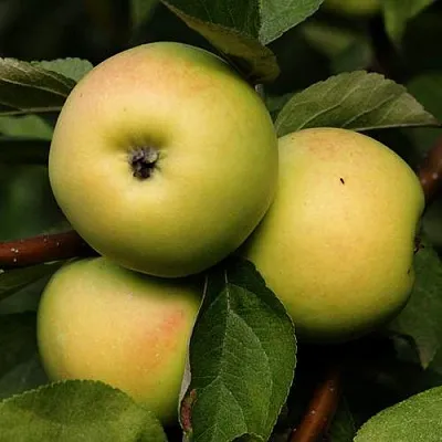 Яблоня ДАНИЛА  Яблоня ДАНИЛА в Магнитогорске