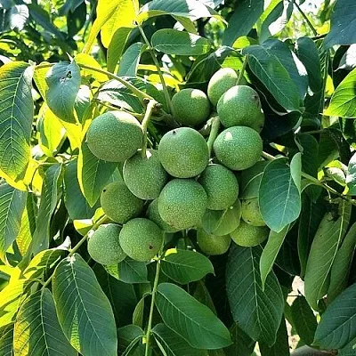 Грецкий орех  ИЗЯЩНЫЙ  Грецкий орех  ИЗЯЩНЫЙ в Магнитогорске