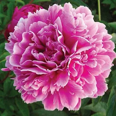 Пион ПУРПУРНАЯ ФЕЕРИЯ травянистый  Пион ПУРПУРНАЯ ФЕЕРИЯ травянистый в Магнитогорске