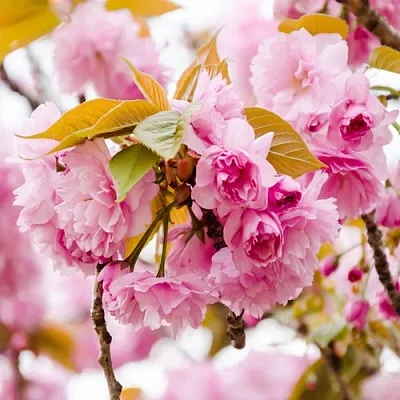 Сакура КАНЗАН  Сакура КАНЗАН в Магнитогорске