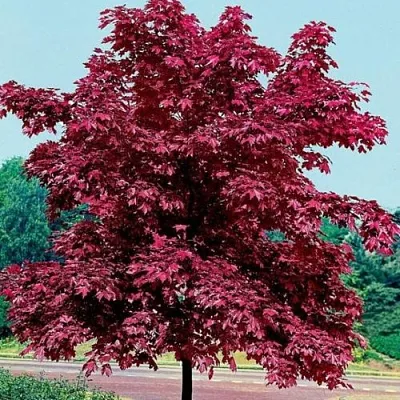 Клен КРИМСОН КИНГ остролистный  Клен КРИМСОН КИНГ остролистный в Магнитогорске