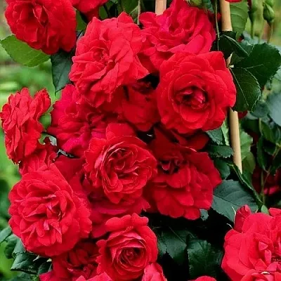 Саженцы роз АМАДЕУС плетистая  Саженцы роз АМАДЕУС плетистая в Магнитогорске