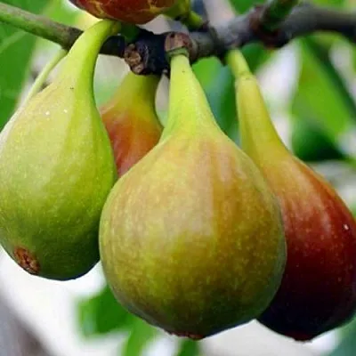 Инжир ДАЛМАТСКИЙ в Магнитогорске