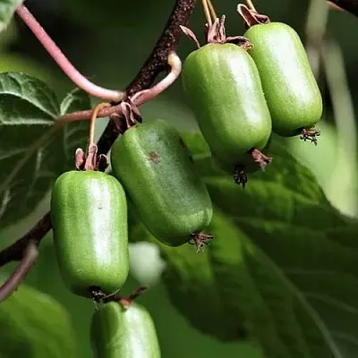 Актинидия СЕНТЯБРЬСКАЯ коломикта  Актинидия СЕНТЯБРЬСКАЯ коломикта в Магнитогорске