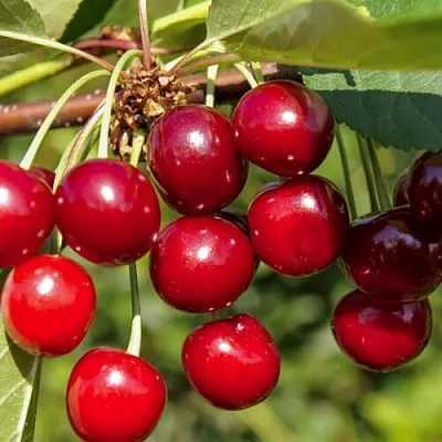 Вишня ЛЮБСКАЯ  Вишня ЛЮБСКАЯ в Магнитогорске